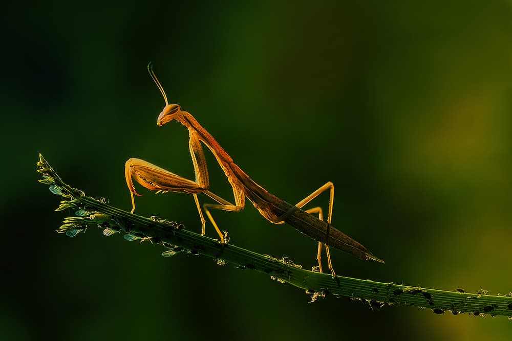 Golden Praying Mantis by Jimmy Hoffman — canvas wall art
