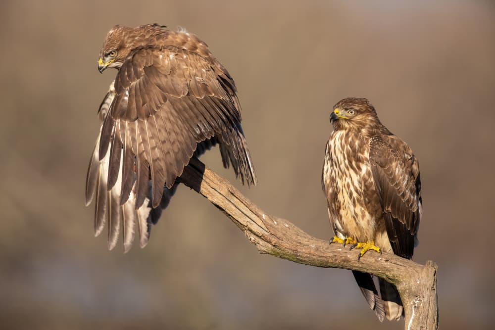 Two Majestic Buzzards by Marco Barisone — canvas wall art