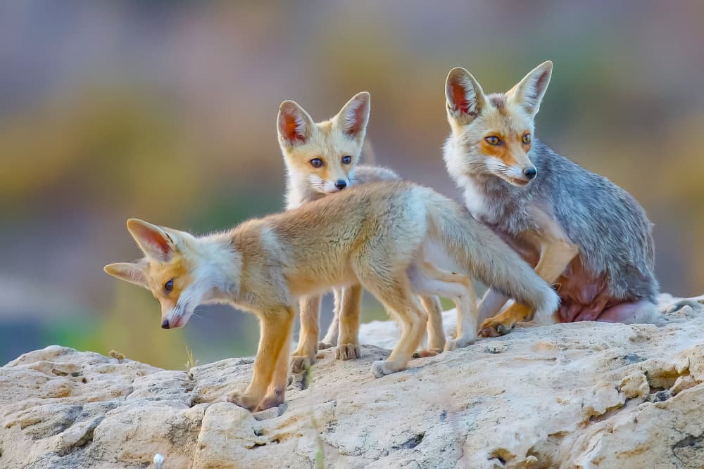 Wild Fox Family by David Manusevich — canvas wall art