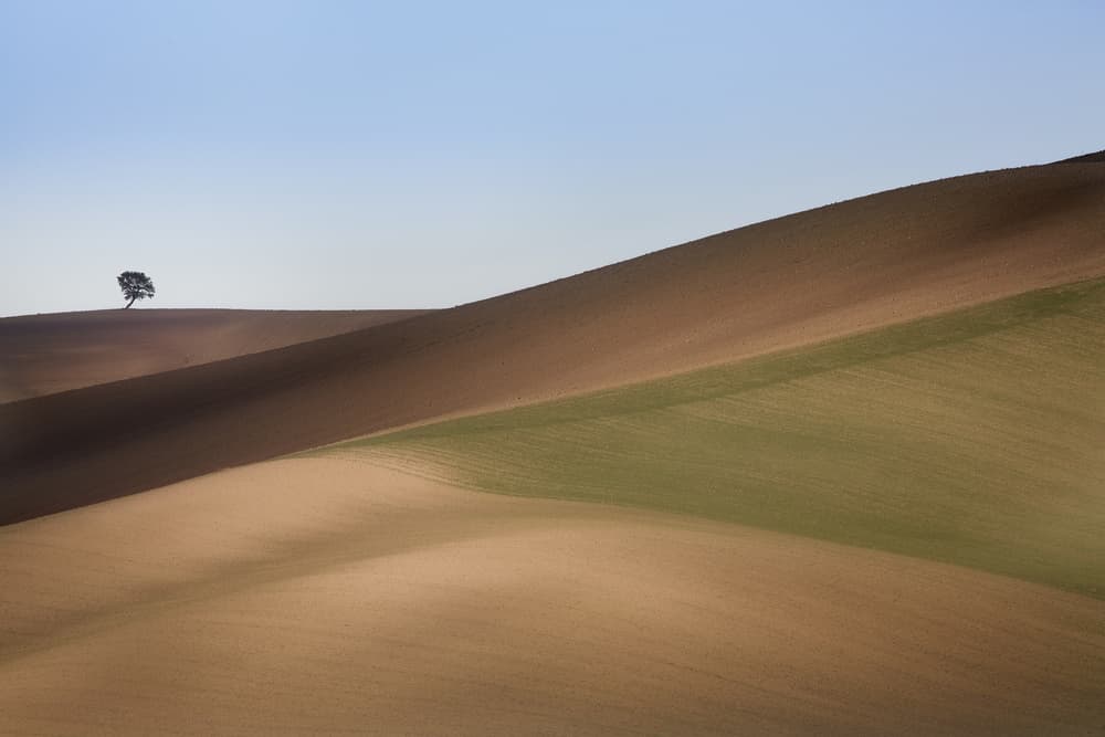 Lone Tree Rolling Hills by Dorian Gray — canvas wall art