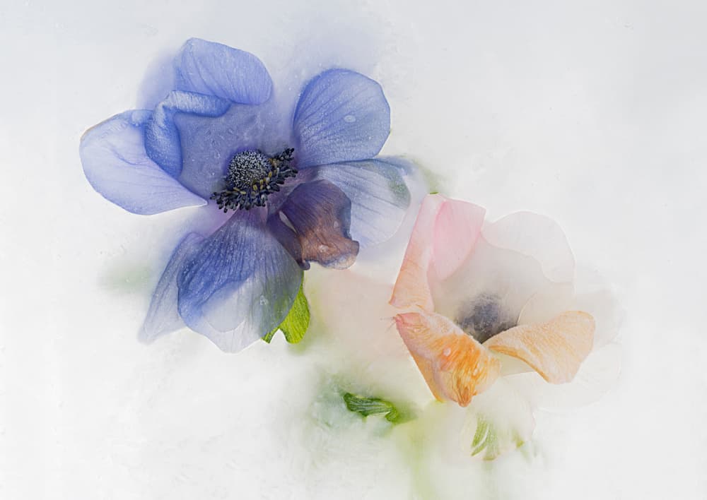 Frozen Anemone Blooms by Pedro Uranga — canvas wall art