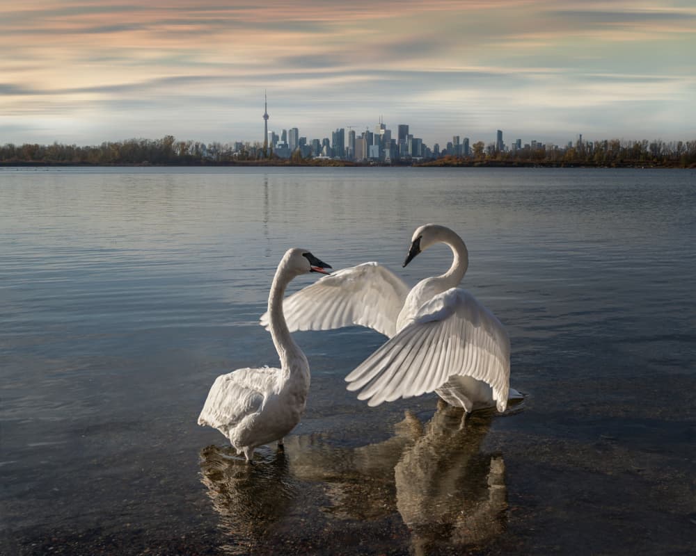 Graceful Swans Toronto by Jennifer Chen APA — canvas wall art