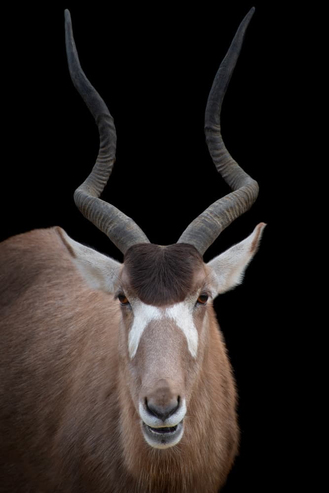 Desert Antelope Portrait by Mathilde Guillemot — canvas wall art