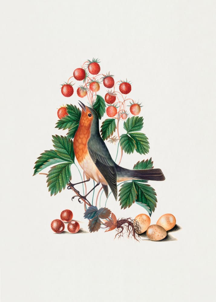 European Robin and Wild Strawberry by James Bolton — canvas wall art