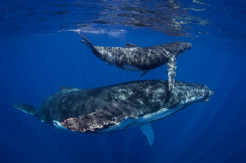 Humpback Mother and Calf by Cédric Péneau — canvas wall art