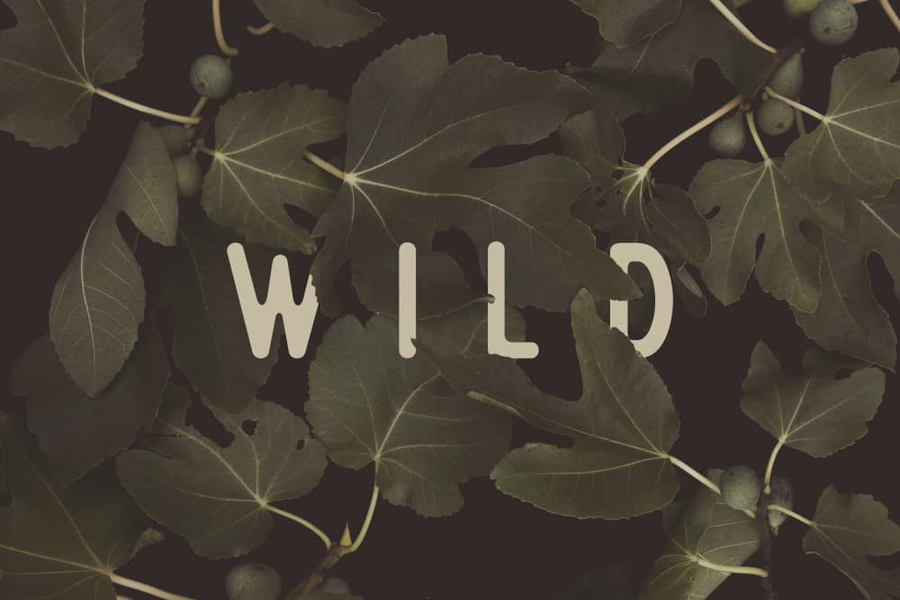 Wild Fig Foliage by Florent Bodart — canvas wall art