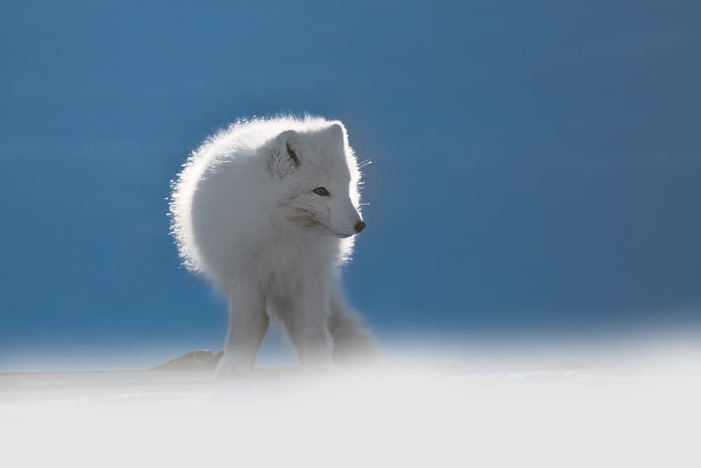 Ethereal Arctic Fox by Roberto Marchegiani — canvas wall art