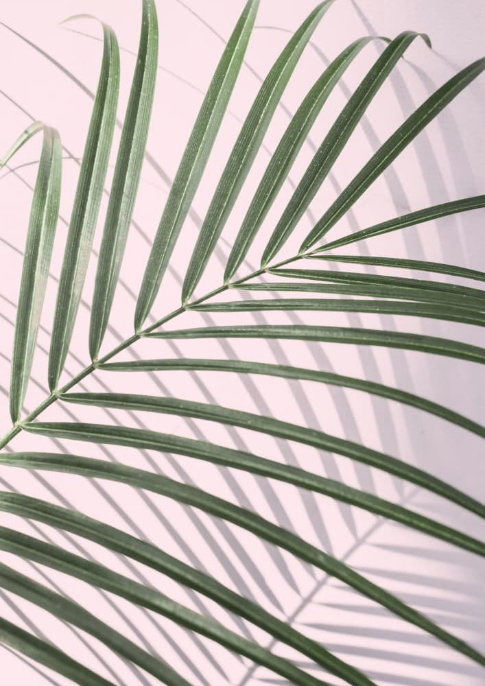 Palm Leaf Shadow by Kathrin Pienaar — canvas wall art