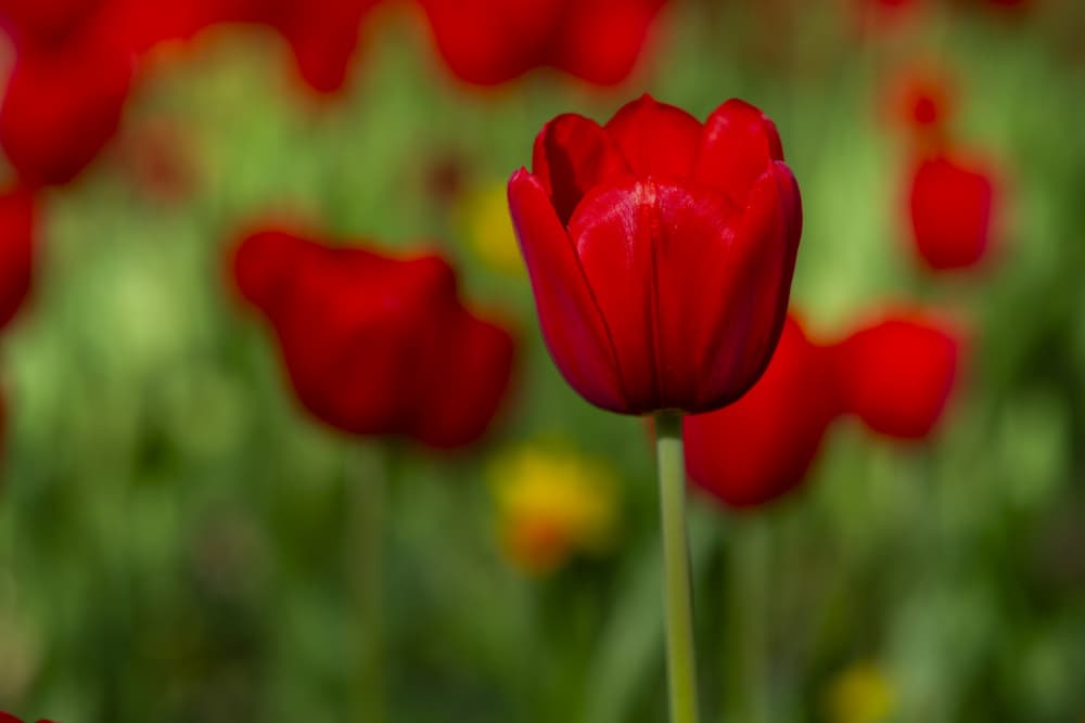 Vibrant Red Tulip by engin akyurt — canvas wall art