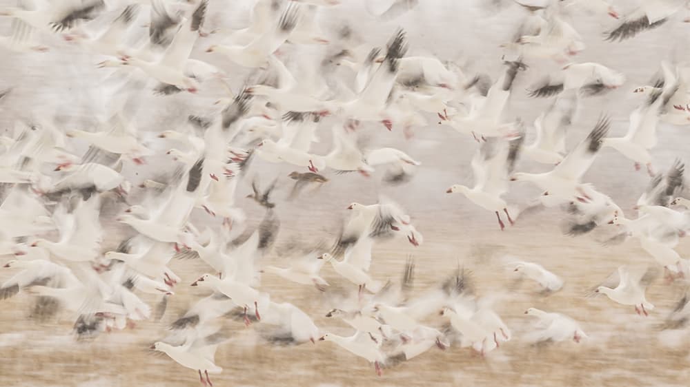 Ethereal Geese Flight by Qingsong Wang — canvas wall art