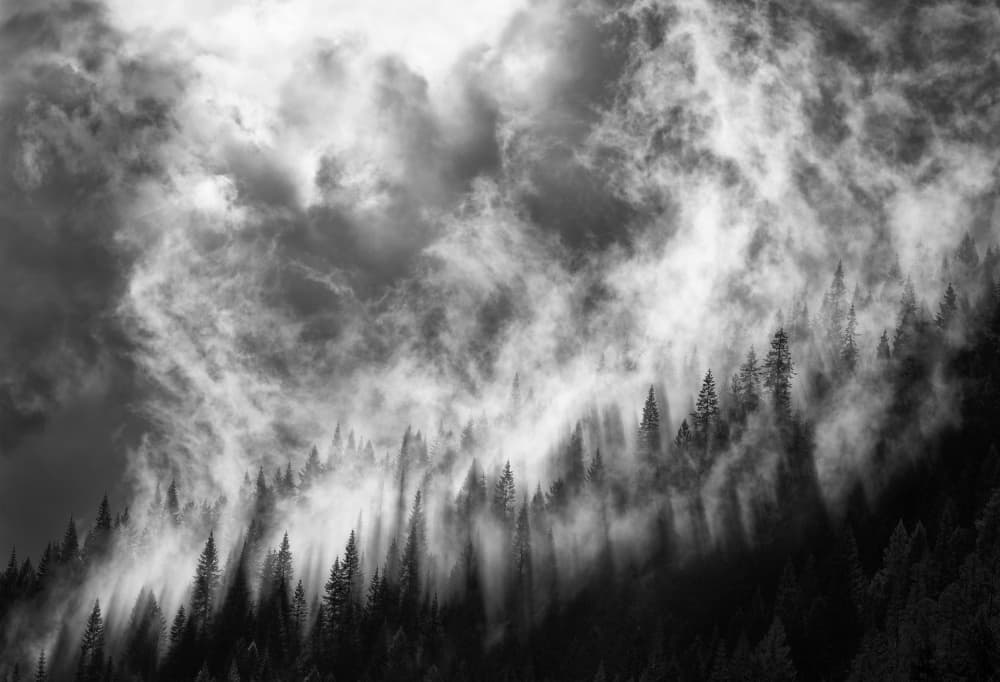 Ethereal Forest Mist by Thomas Haney — canvas wall art