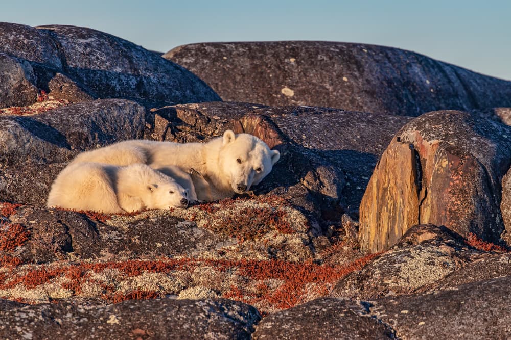 Peaceful Polar Bear Family by Alessandro Catta — canvas wall art