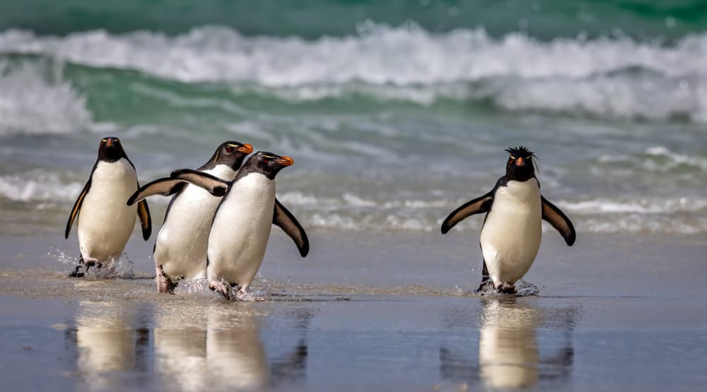 Running Beach Penguins by Ning Lin — canvas wall art