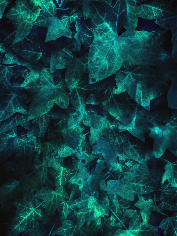 Glowing Teal Leaves by Angelo Cerantola — canvas wall art