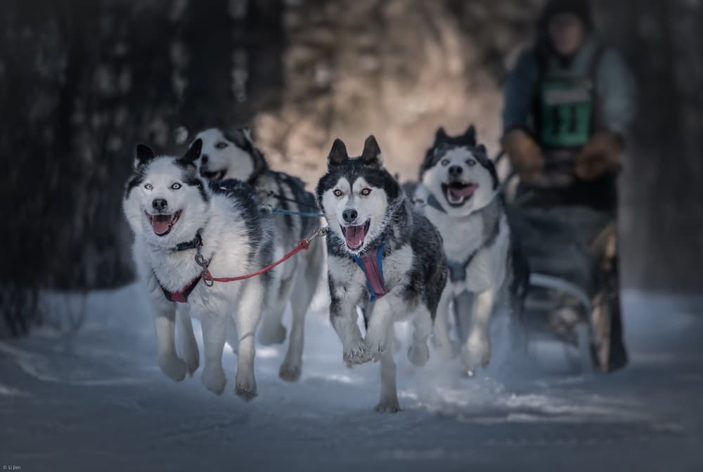 Happy Sled Dogs by Li Jian — canvas wall art