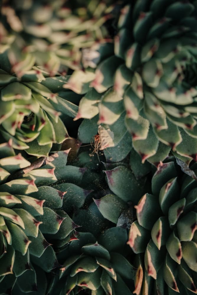 Green Succulent Rosettes by Javier Pardina — canvas wall art