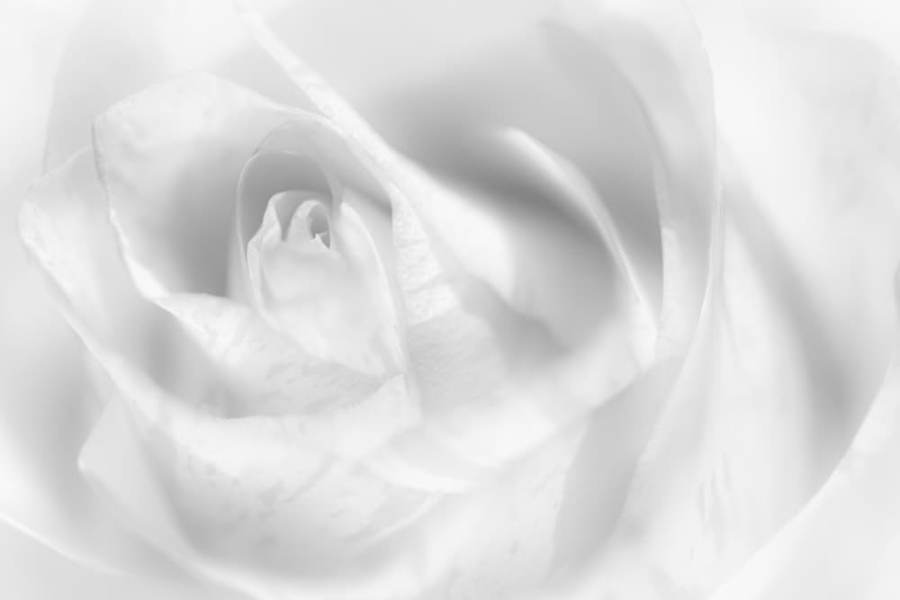 Soft White Rose by Peter Pfeiffer — canvas wall art