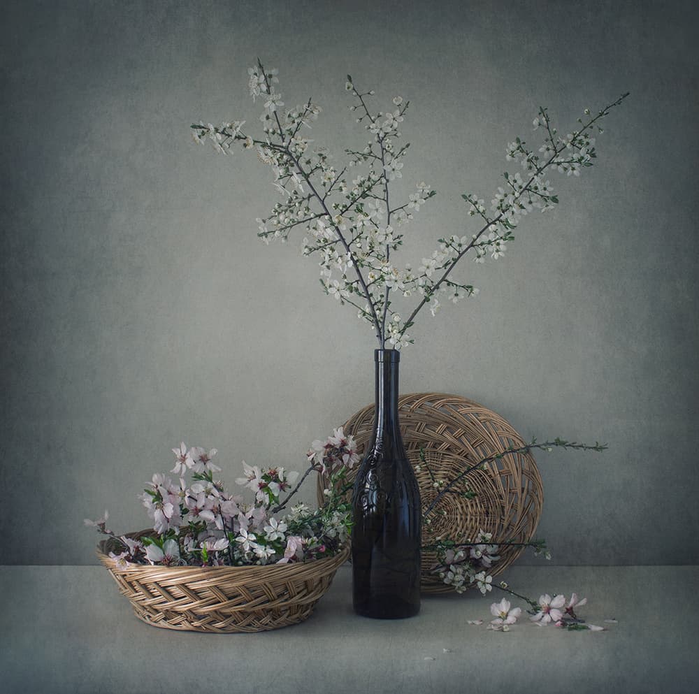 Delicate Spring Blossoms by Dimitar Lazarov - Dim — canvas wall art