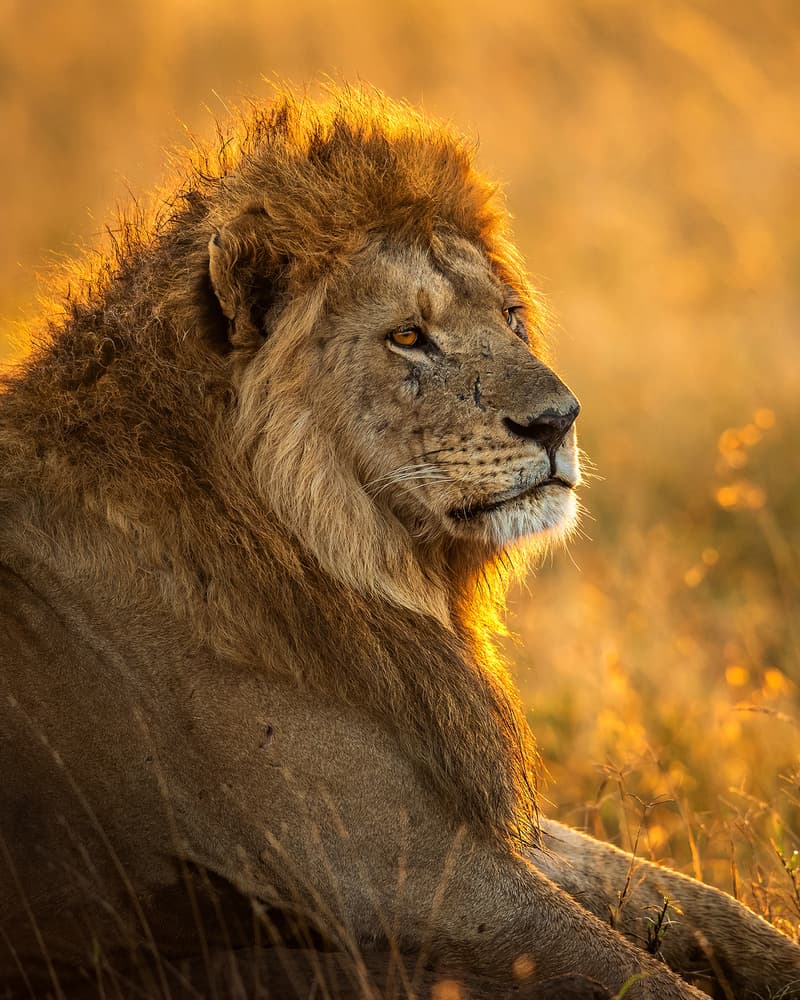 African Lion Golden Hour by Hung Tsui — canvas wall art