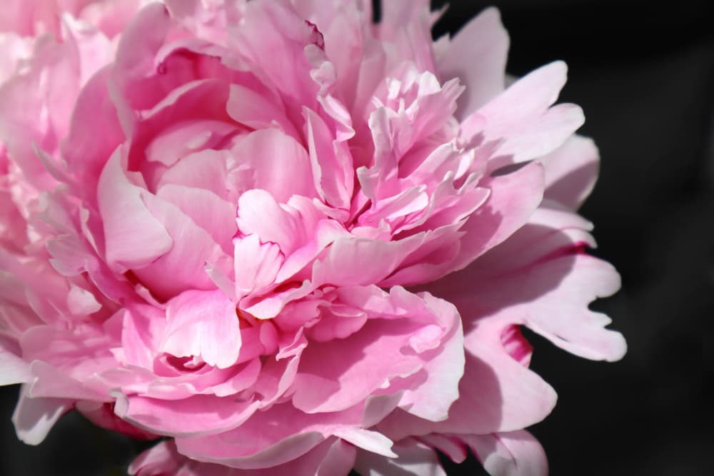 Pink Peony Bloom by Rosana Laiz Blursbyai — canvas wall art