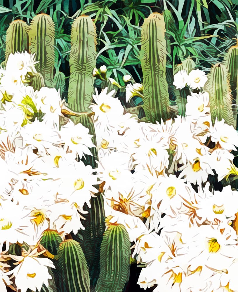 Blooming Desert Cacti by Uma Gokhale — canvas wall art