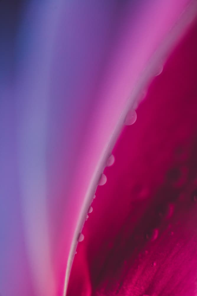 Vibrant Petal Dew by Javier Pardina — canvas wall art