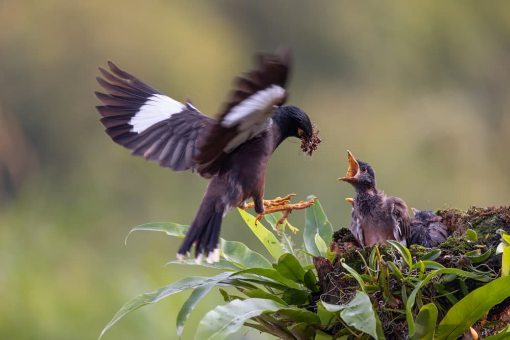 Feeding Baby Birds by Lisdiyanto Suhardjo — canvas wall art