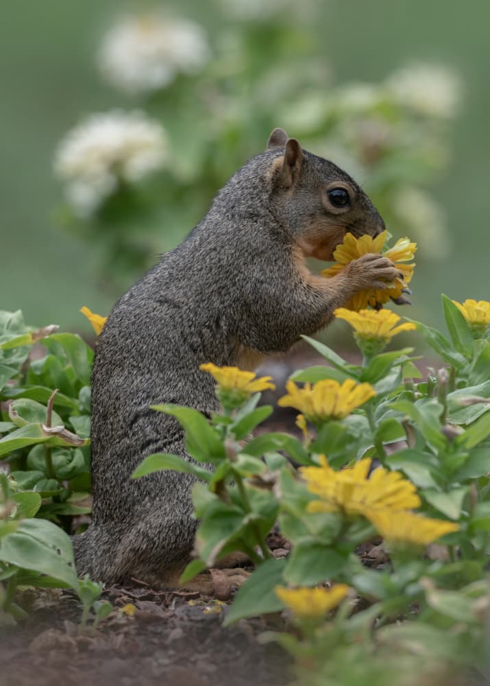 Squirrel's Floral Feast by Sheila Xu — canvas wall art