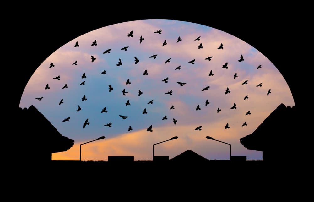 Birds At Sunset by Sayyed Nayyer Reza — canvas wall art