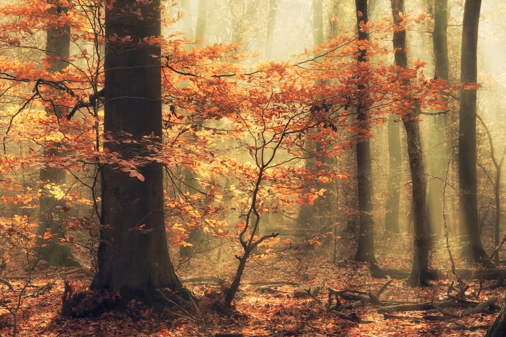 Misty Autumn Forest by Anton van Dongen — canvas wall art