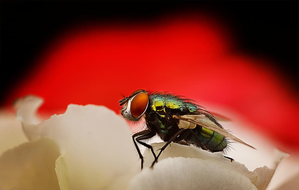 Iridescent Green Fly by Peter Davidson — canvas wall art