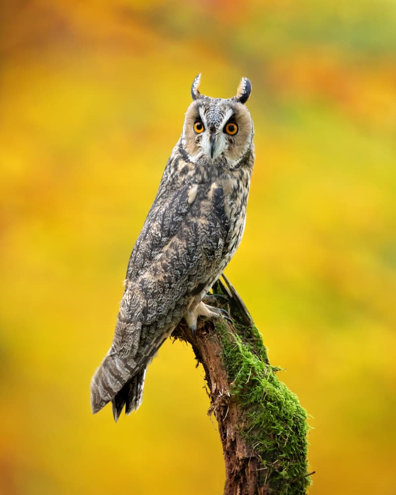 Long Eared Autumn Owl by Milan Zygmunt — canvas wall art