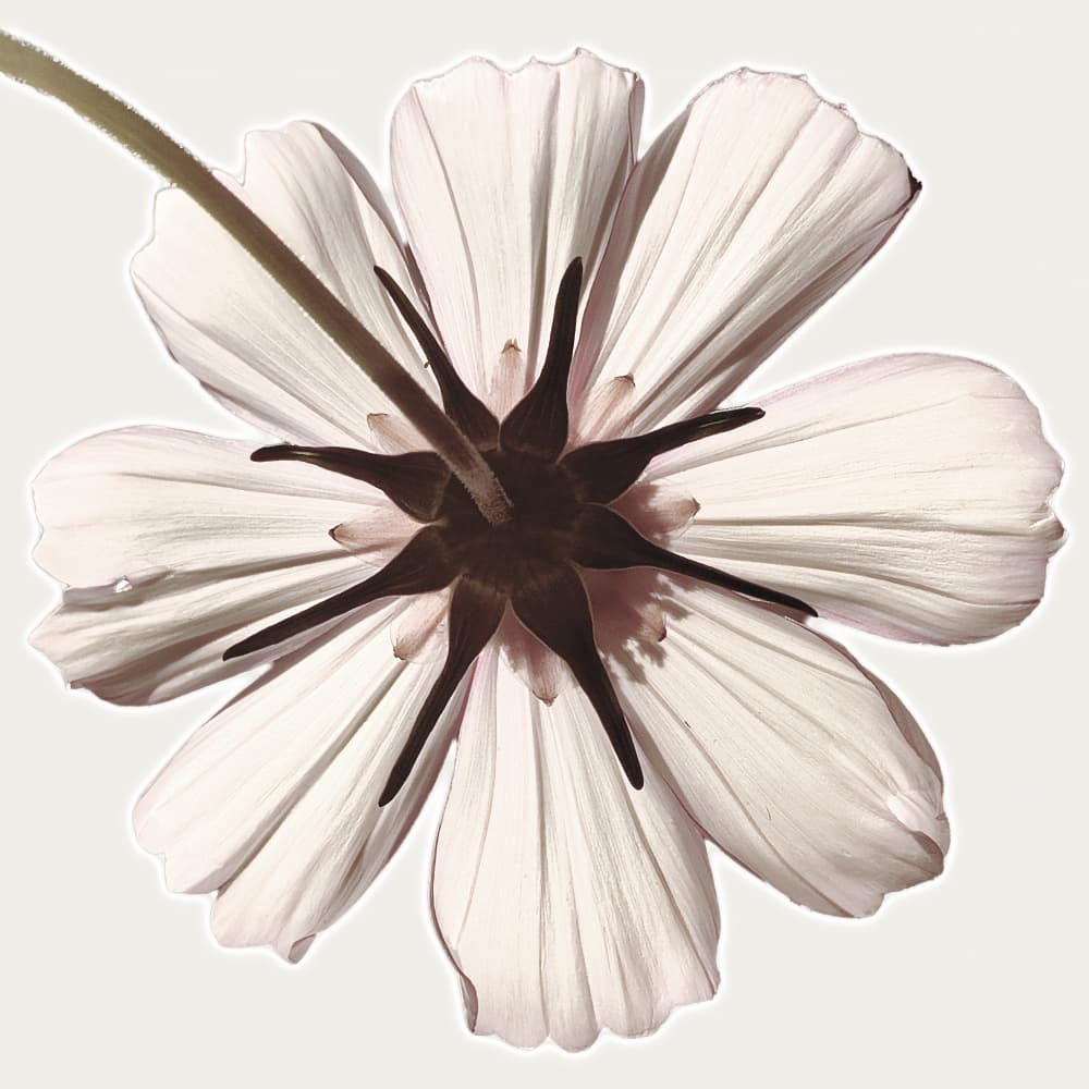 Backlit White Bloom by Saskia Mensink — canvas wall art