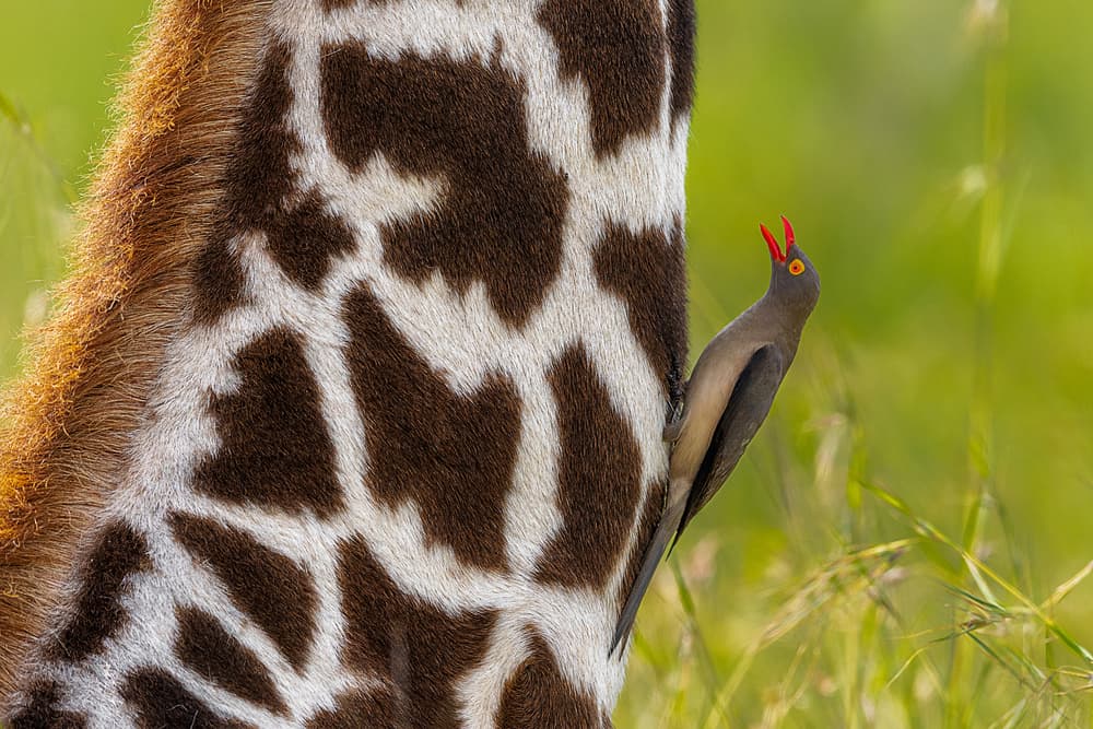 Giraffe And Oxpecker by Ahmed Sobhi — canvas wall art