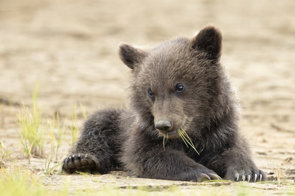 Curious Bear Cub by Renee Doyle — canvas wall art