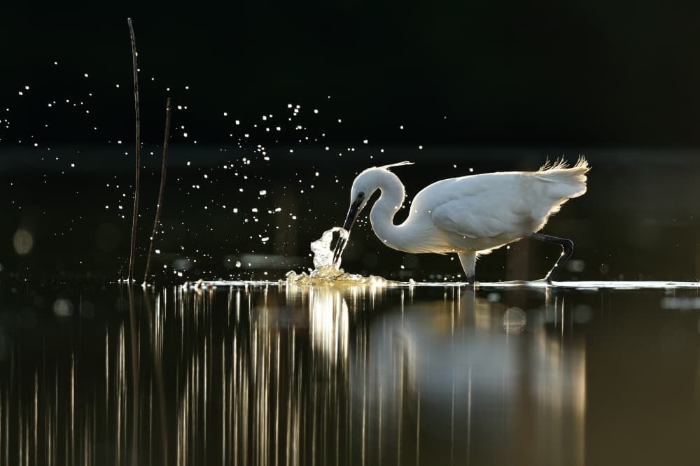 Egret Splashing Water by Yves Adams — canvas wall art