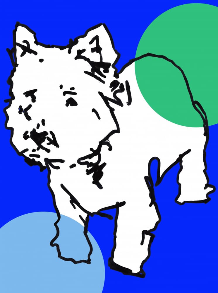 Playful Blue Dog by casa cartissi — canvas wall art