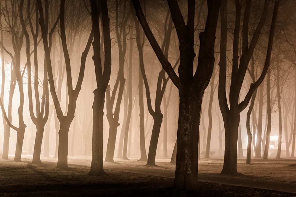 Misty Park at Night by Aneta Mikulska — canvas wall art