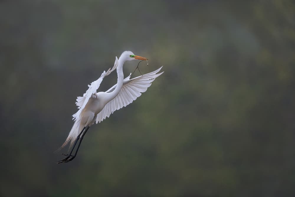 Egret Carrying Nesting Material by Sheila Xu — canvas wall art