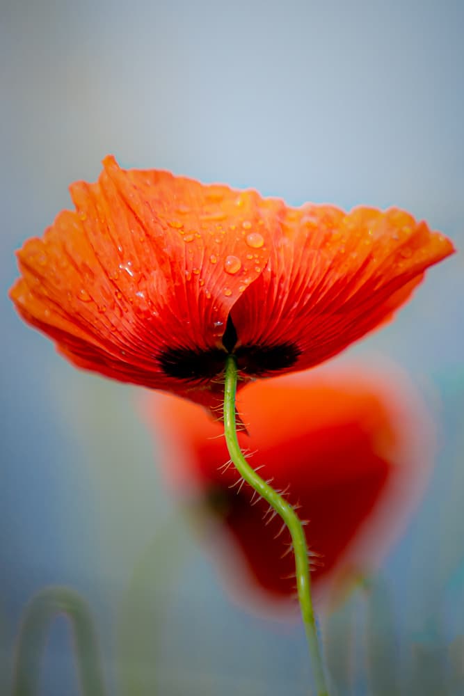 Vibrant Poppy Dew Drops by Lars Hylleberg — canvas wall art