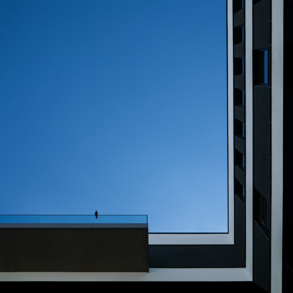 Solitary Bird Blue Sky by Rolf Endermann — canvas wall art