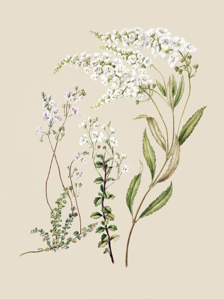 Veronica Drawn By Sarah Featon (1848–1927) by Sarah Featon — canvas wall art
