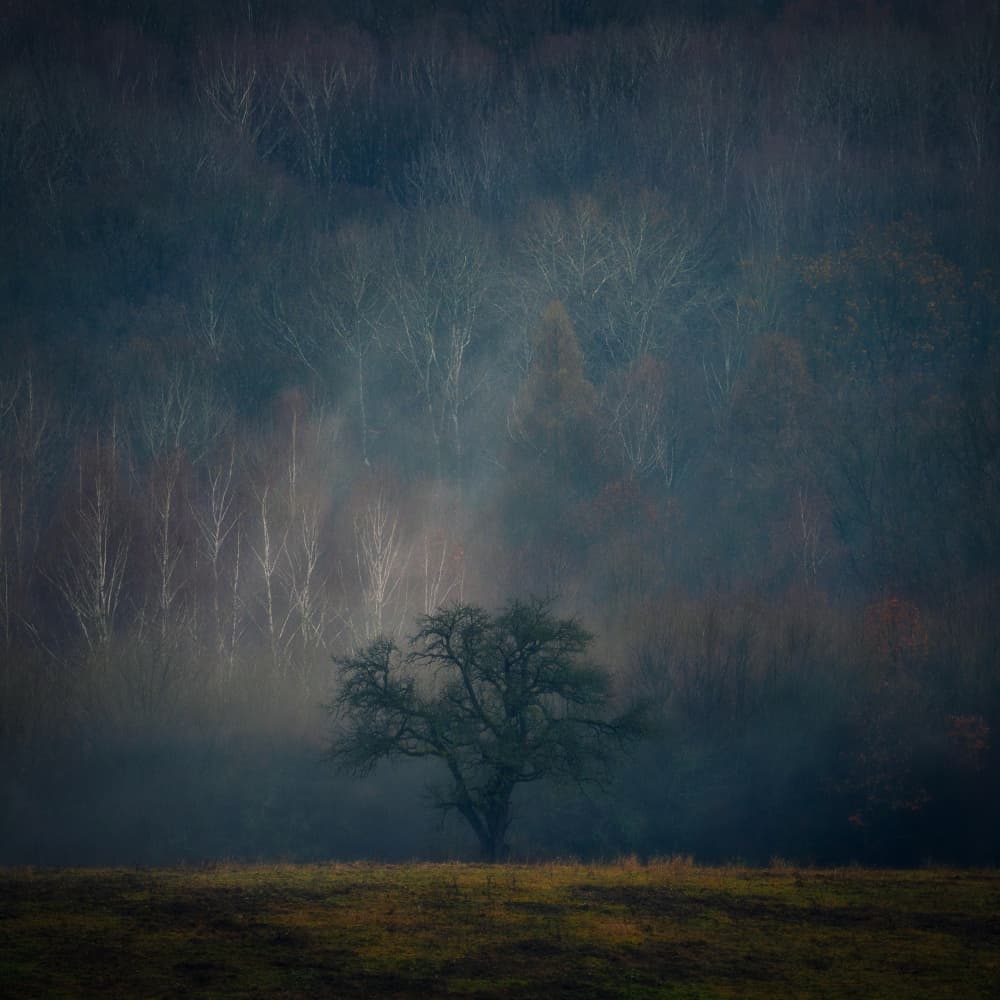 Solitary Misty Tree by Karol Važan — canvas wall art