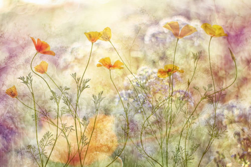 Dreamy Poppy Field by Hilda van der Lee — canvas wall art