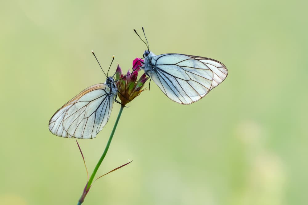 Delicate White Butterflies by Adrian Tudose — canvas wall art