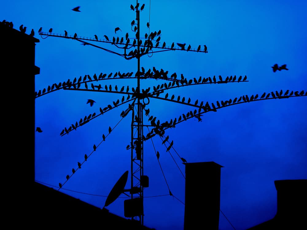Evening Birds Silhouette by Giorgio Pizzocaro — canvas wall art