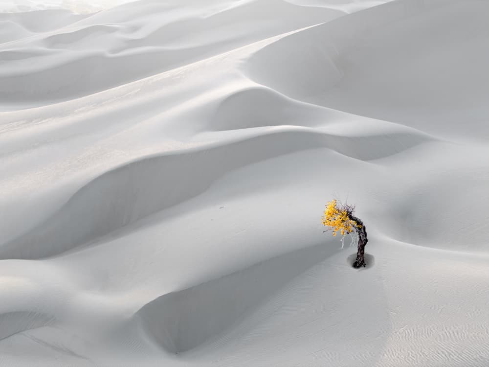 Yellow Tree Desert Dunes by Hsiao-Yang Fei — canvas wall art