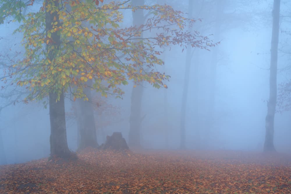 Misty Autumn Forest by Ali Fallahzadeh — canvas wall art