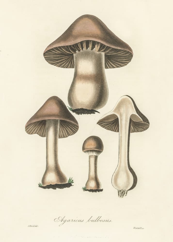 Agaricus Bulbosus Illustration. Medical Botany 1836 by John Stephenson and James Morss Churchill — canvas wall art