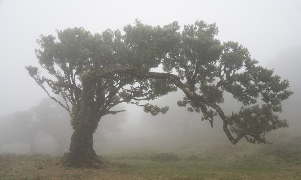 Misty Ancient Tree by Karsten Wrobel — canvas wall art
